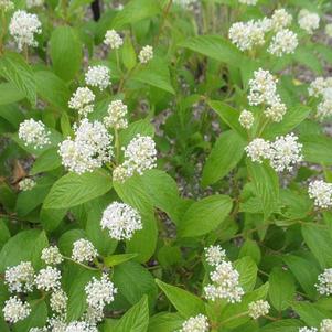 Ceanothus americanus