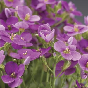 Arabis caucasica Little Treasure™ Deep Rose
