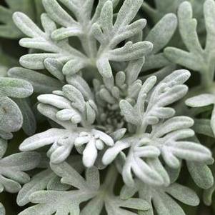 Artemisia Sea Salt