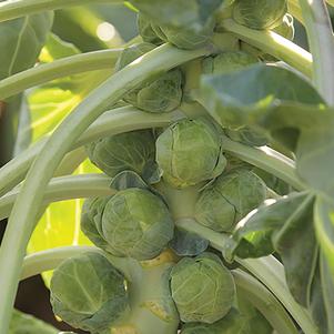 Brussels Sprouts Gladius