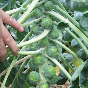 Brussels Sprouts Divino