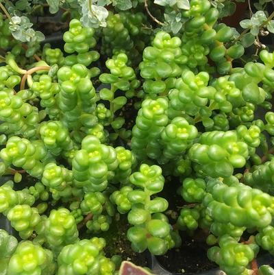 Sedum globosum Old Man's Bones