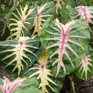 Colocasia esculenta Royal Hawaiian® Waikiki