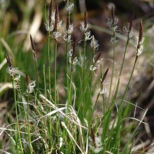 Carex pensylvanica