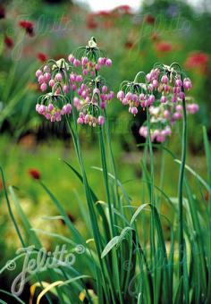 Allium cernuum