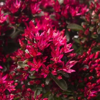 Sedum Spot On™ Red