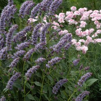 Agastache foeniculum