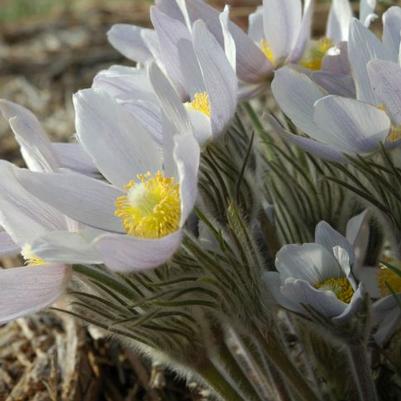 Anemone patens var. wolfgangiana