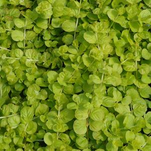 Lysimachia nummularia Goldilocks