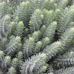 Sedum reflexum Blue Spruce