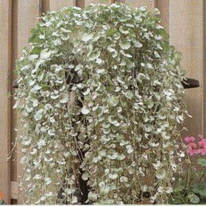 Dichondra Silver Falls