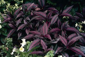 Strobilanthes dyerianus Persian Shield