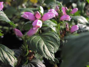 Chelone lyonii Hot Lips