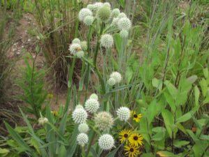 Eryngium yuccifolium 