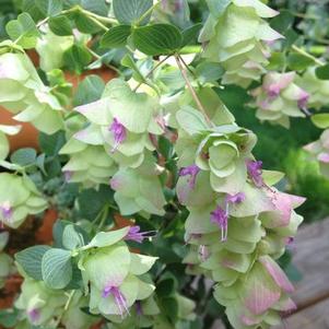 Origanum Kent Beauty