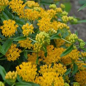 Asclepias tuberosa Hello Yellow