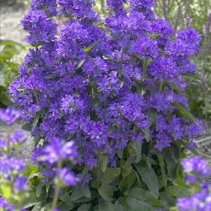 Campanula glomerata Freya