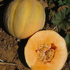 Cantaloupe Minnesota Midget