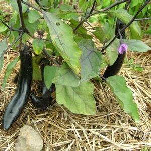 Eggplant Swallow