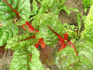 Swiss Chard Rhubarb Red