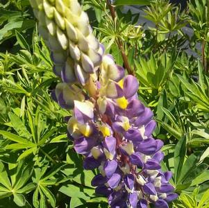 Lupinus polyphyllus Gallery Blue