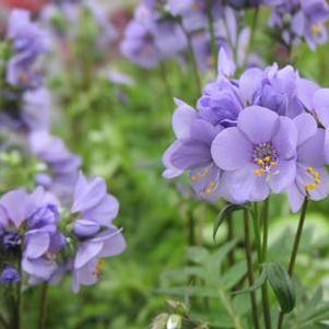 Polemonium yezoense Bressingham Purple