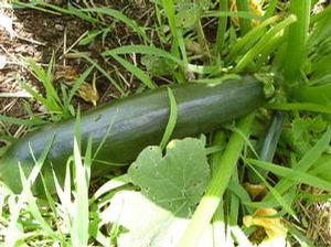 Zucchini Black