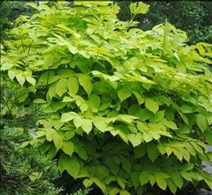 Aralia cordata Sun King