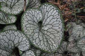 Brunnera Sea Heart