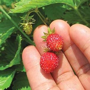 Strawberry, Alpine Alexandria