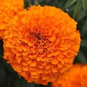 Marigold Narai Orange