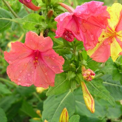 Mirabilis Harlequin