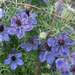 Nigella papillosa Midnight