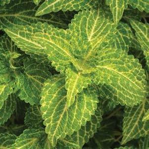 Coleus ChargedUp® Electric Lime