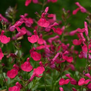 Salvia greggii Mirage Hot Pink