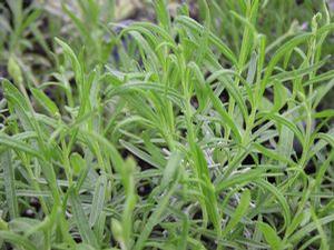 Lavender angustifolia Munstead