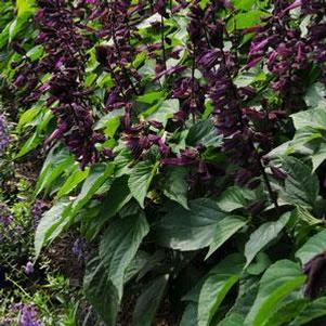 Salvia splendens Lighthouse Purple