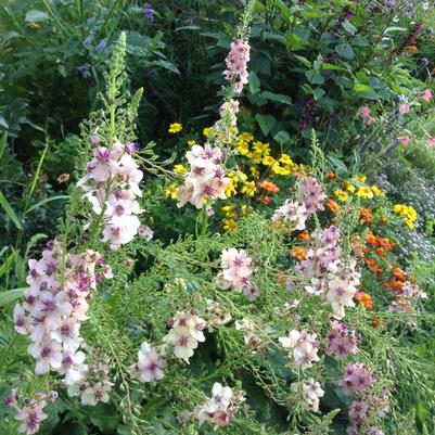 Verbascum Southern Charm