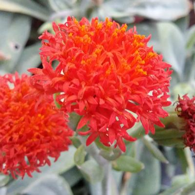 Senecio Orange Flame