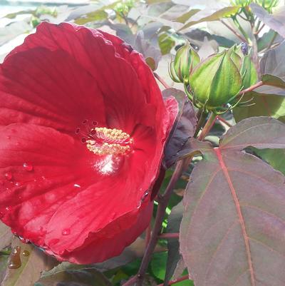 Hibiscus Midnight Marvel