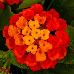 Lantana Hot Blooded™ Red