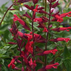 Salvia splendens Roman Red