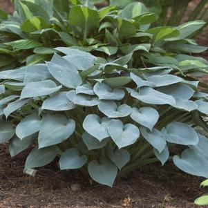 Hosta Halcyon