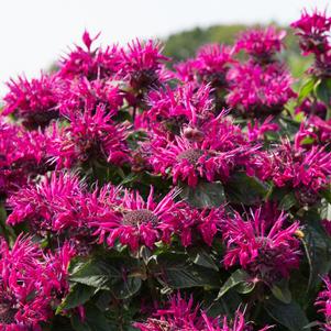 Monarda Bee-You® Bee True