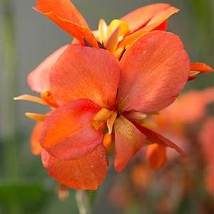 Canna x generalis Cannova® Orange Shades