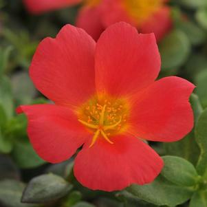 Portulaca PortoGrande Scarlet