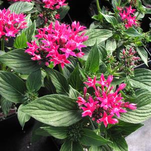 Pentas Starcluster™ Rose