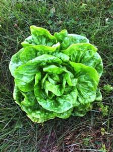 Lettuce Kagraner Sommer Butterhead