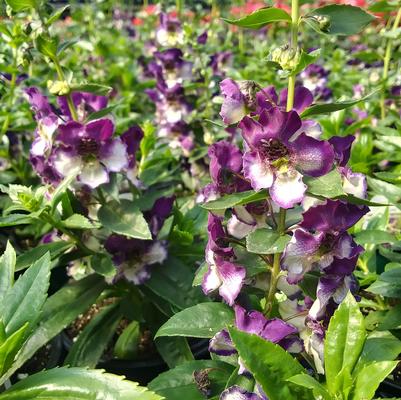 Angelonia AngelDance™ Violet Bicolor