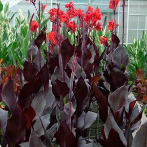 Canna Australia